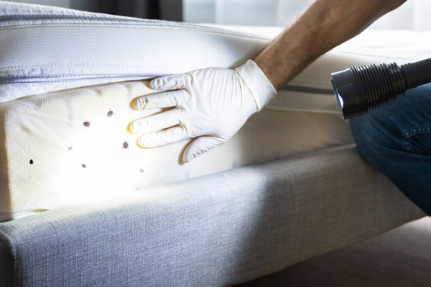 Wasp Removal Services in West Point, VA